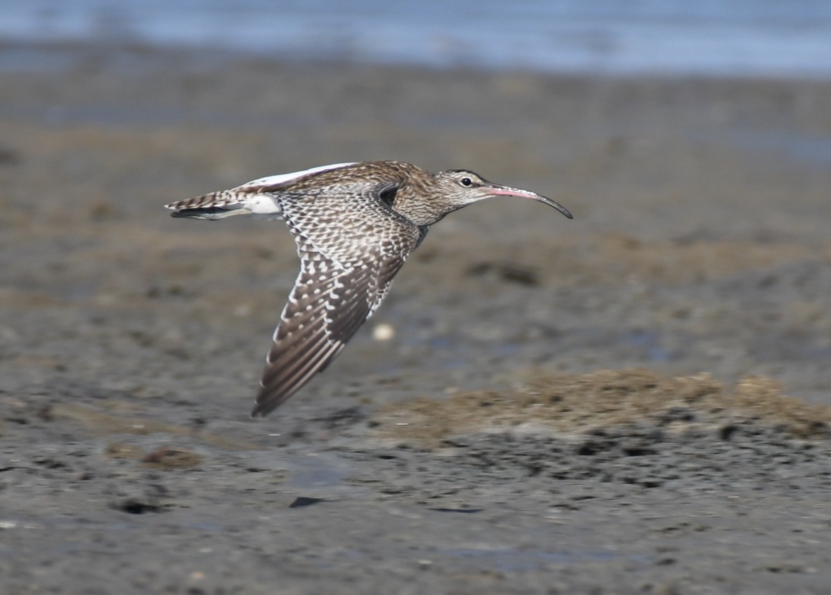 Whimbrel (White-rumped) - ML641466204