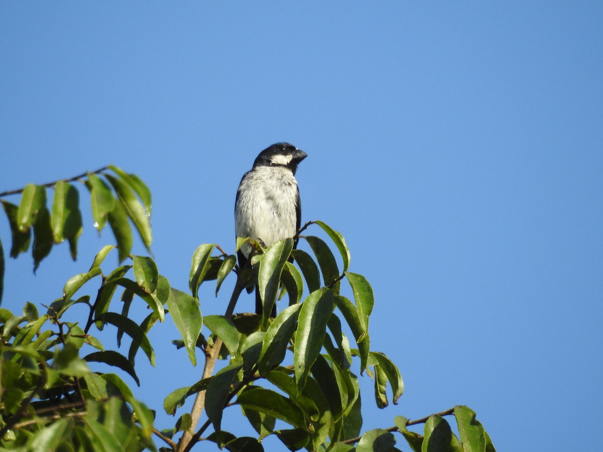 Lined Seedeater - ML641466215