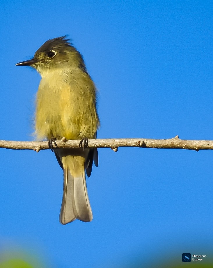 Cuban Pewee - ML641466222