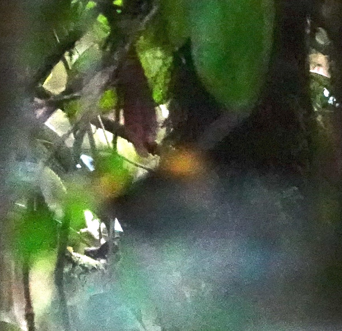 Golden-winged Manakin - ML641466224