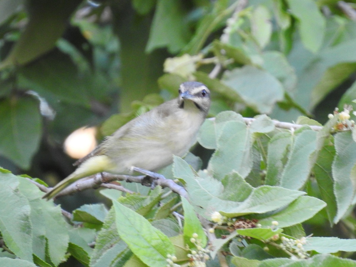 Black-whiskered Vireo - ML641466236