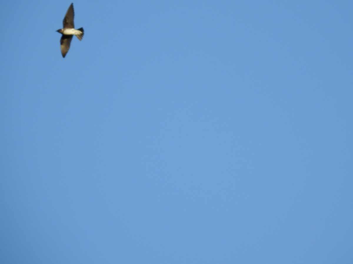 Cuban Martin - ML641466259