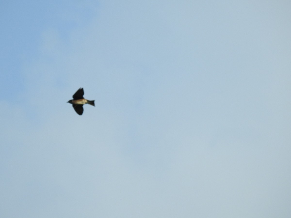 Cuban Martin - ML641466260