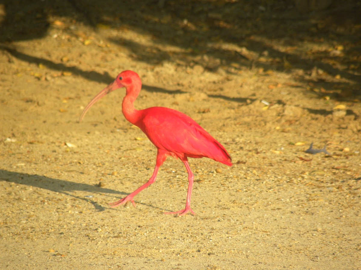 Scarlet Ibis - ML641466275