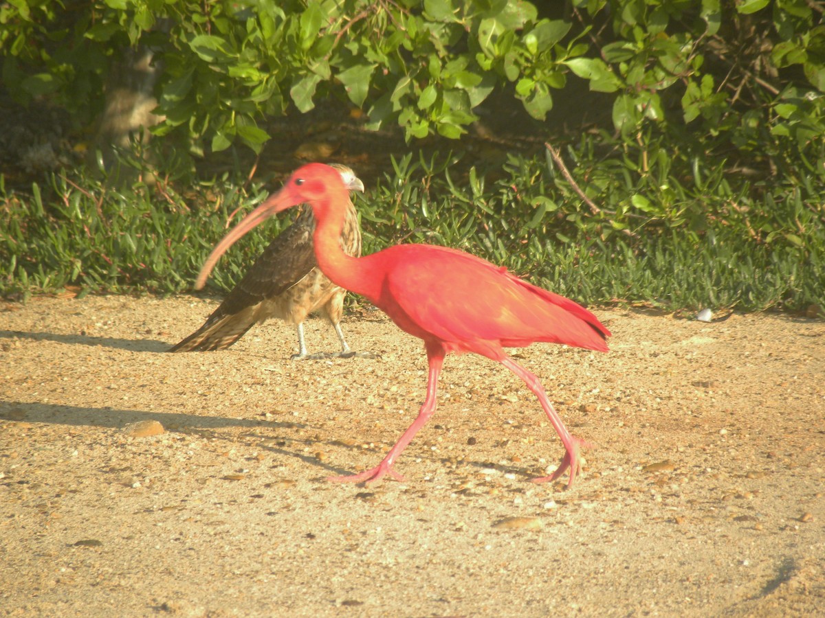 Scarlet Ibis - ML641466283