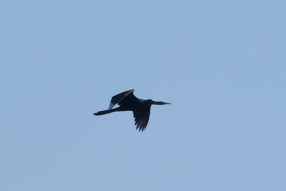 African Darter - ML641466291