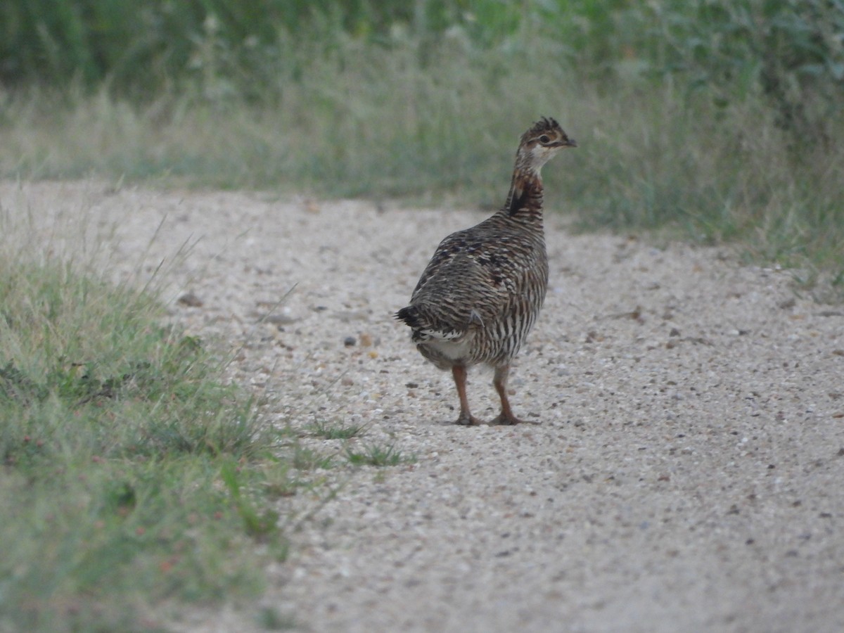 Greater Prairie-Chicken - ML641466305
