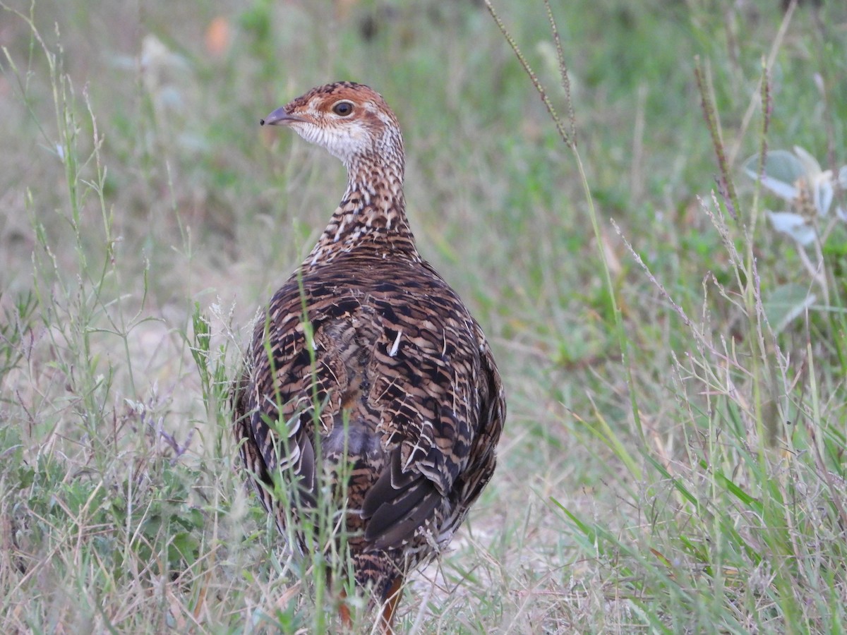 Greater Prairie-Chicken - ML641466306