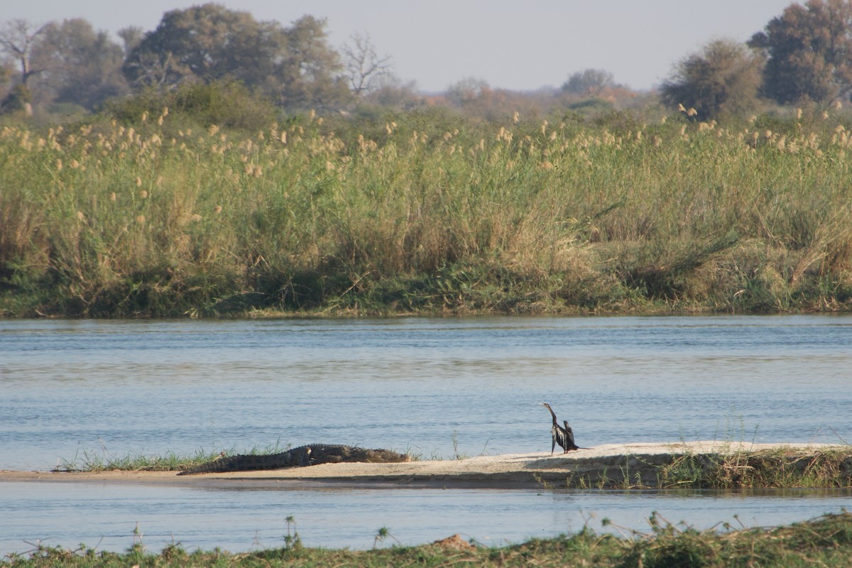 African Darter - ML641466308