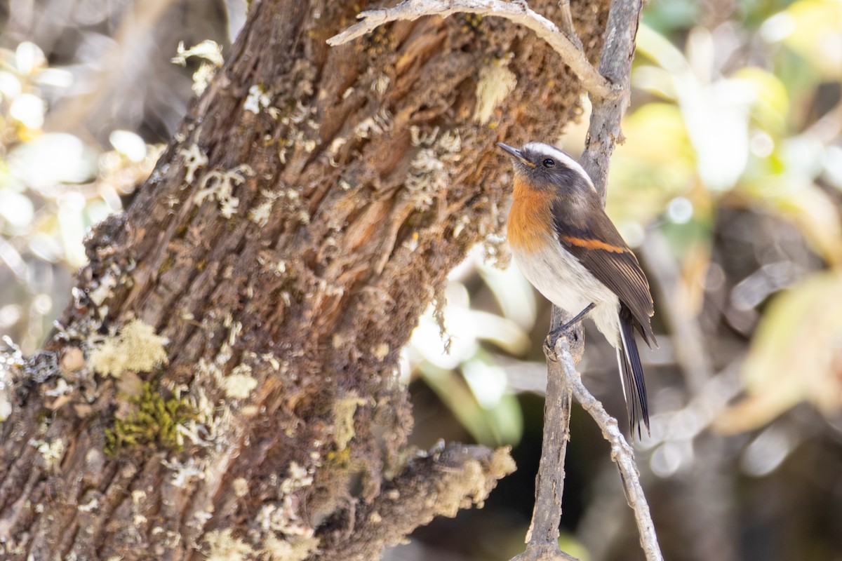 Rufous-breasted Chat-Tyrant - ML641466344