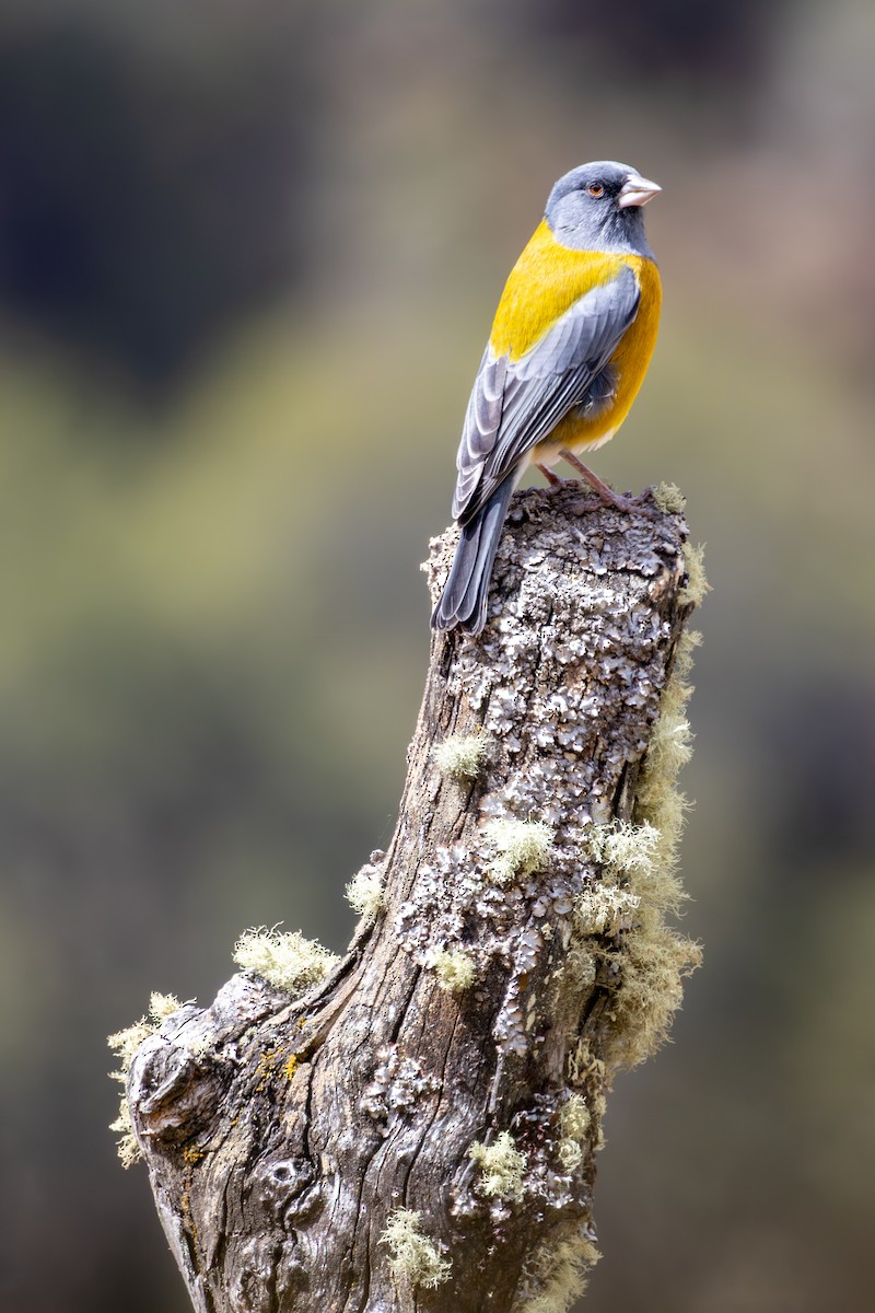 Peruvian Sierra Finch - ML641466349