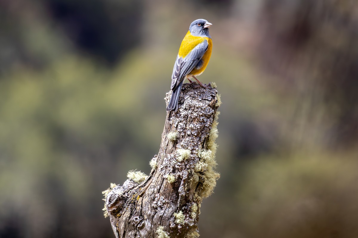 Peruvian Sierra Finch - ML641466350