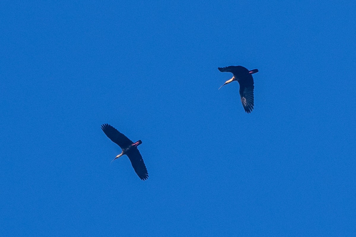 Buff-necked Ibis - ML641466386