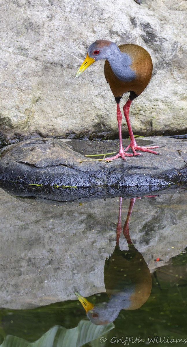 Russet-naped Wood-Rail - ML641466392