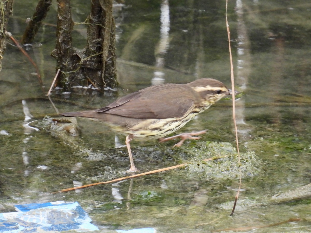 Northern Waterthrush - ML641466402