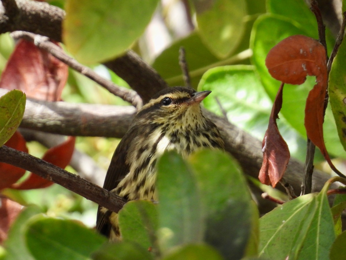 Northern Waterthrush - ML641466403