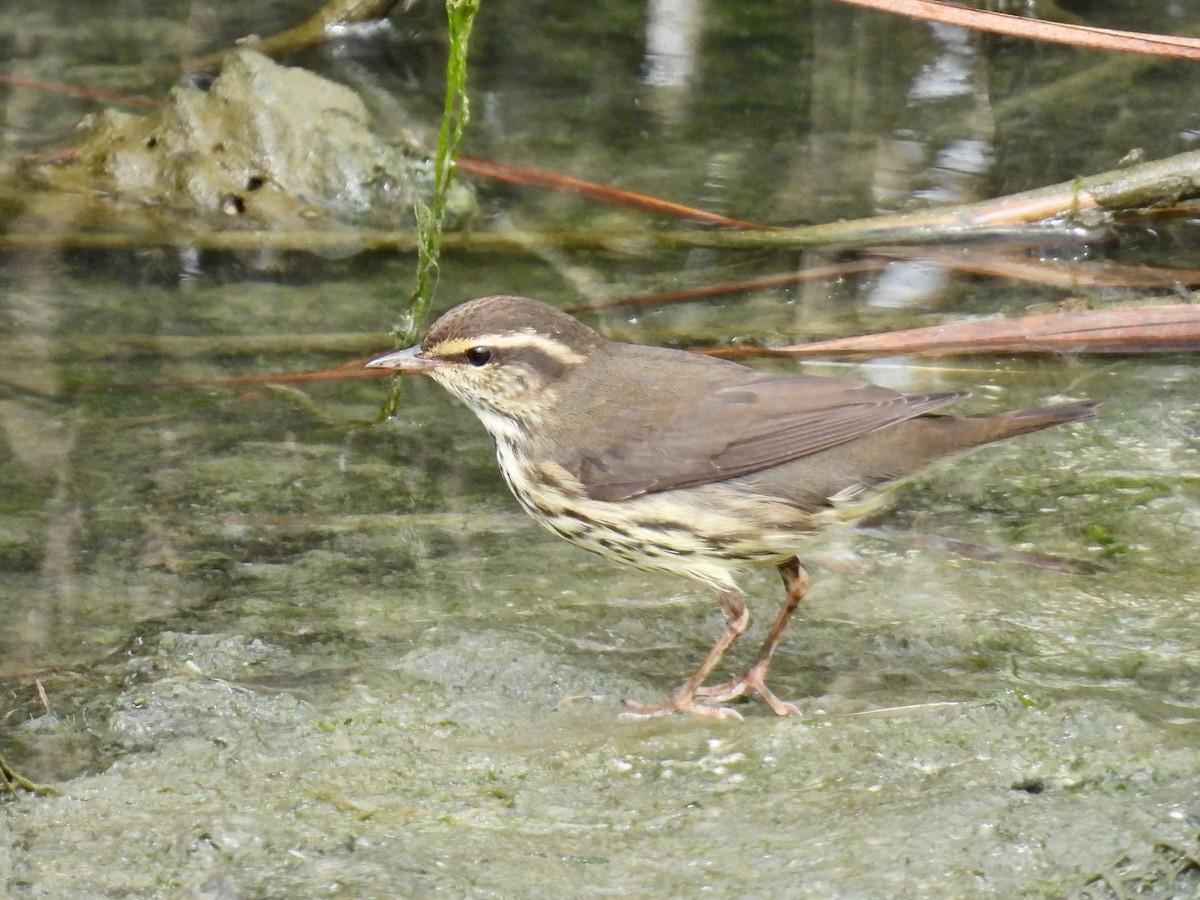 Northern Waterthrush - ML641466404