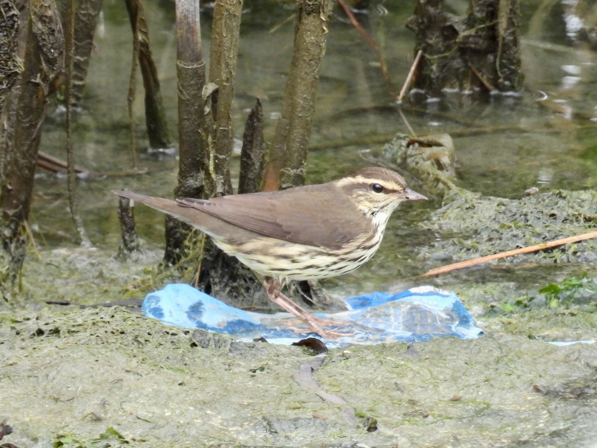 Northern Waterthrush - ML641466405