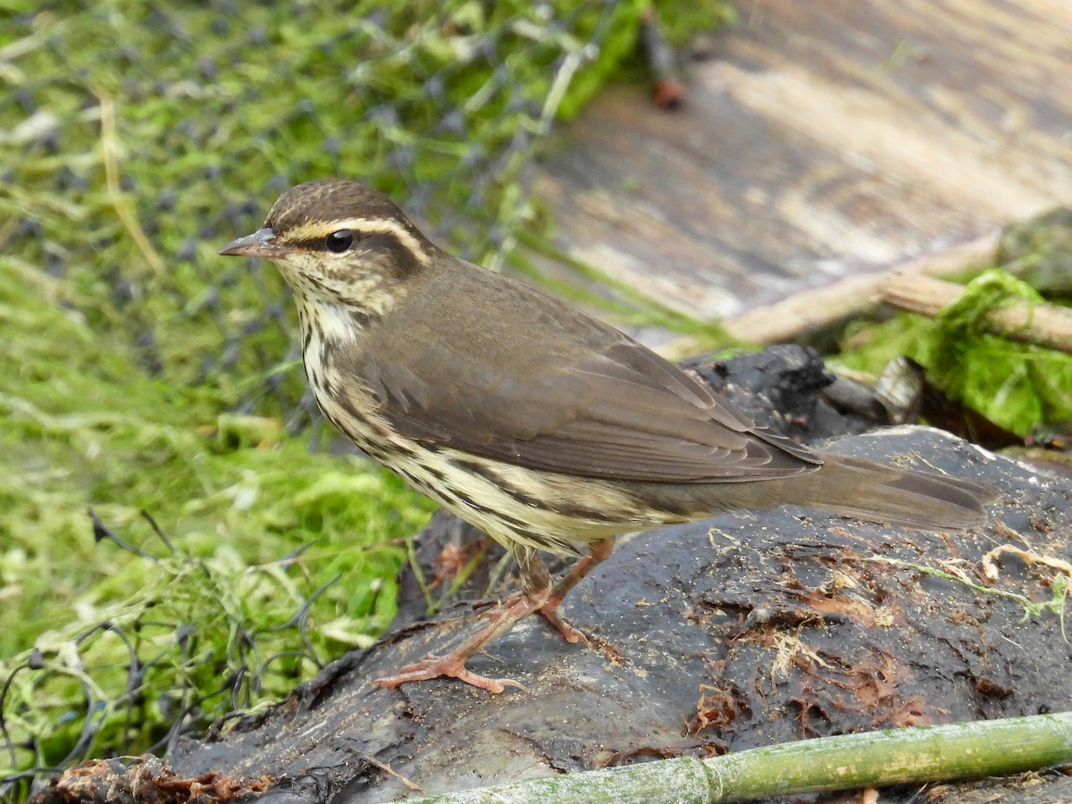 Northern Waterthrush - ML641466406