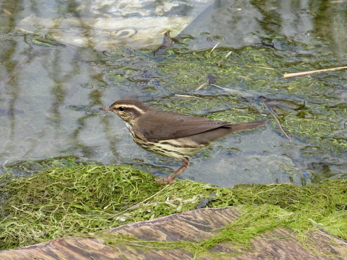 Northern Waterthrush - ML641466407
