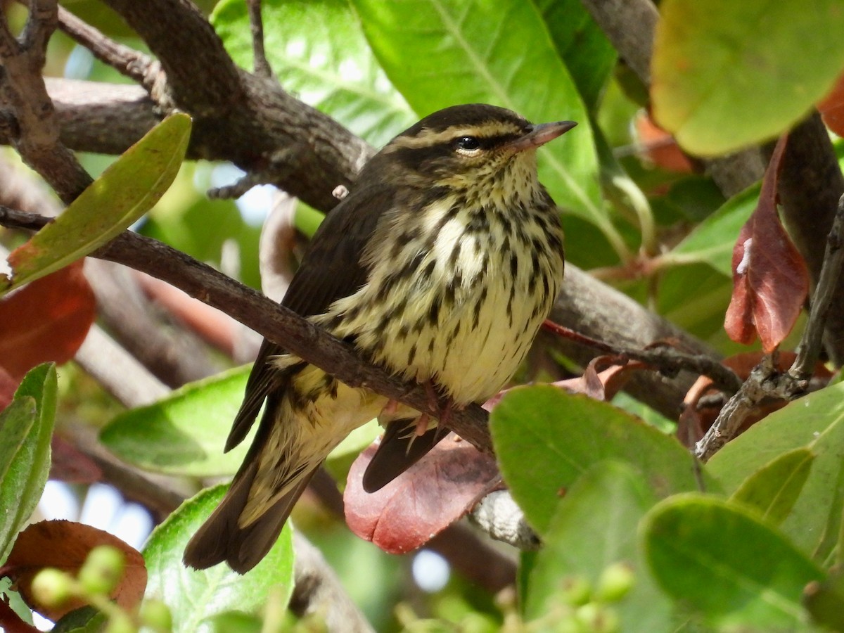 Northern Waterthrush - ML641466408