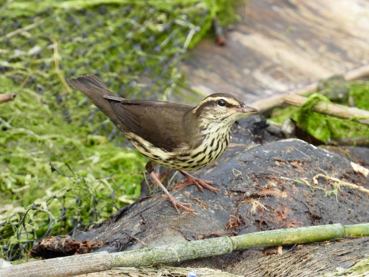 Northern Waterthrush - ML641466409