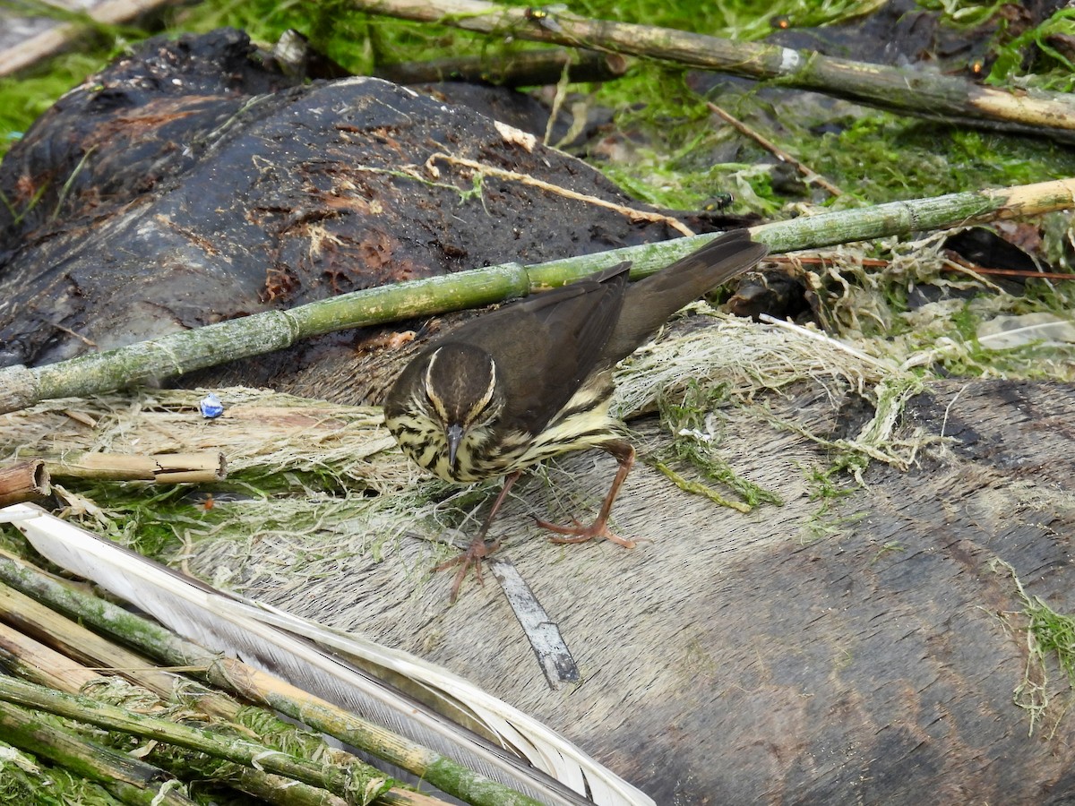 Northern Waterthrush - ML641466410