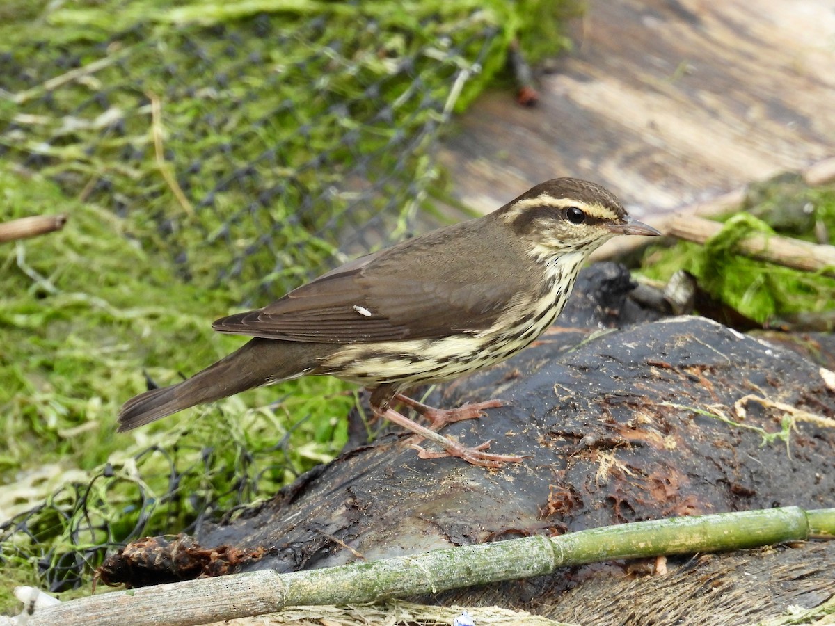 Northern Waterthrush - ML641466411