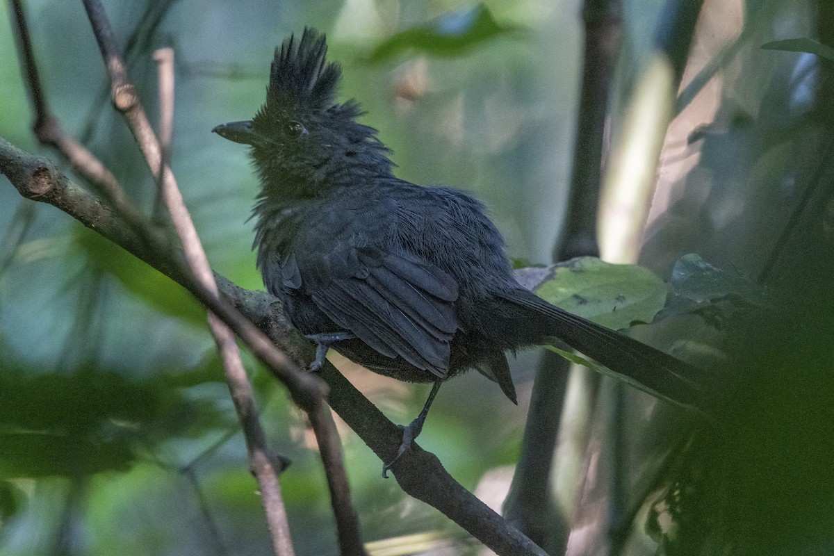 Tufted Antshrike - ML641466417