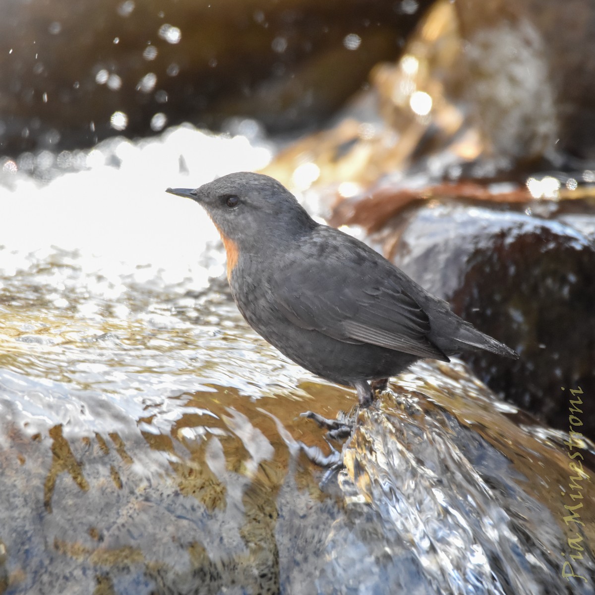 ノドアカカワガラス - ML641466443
