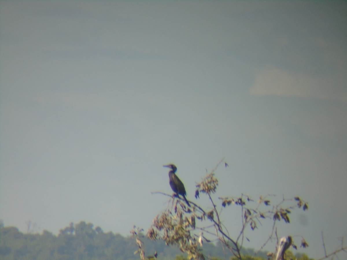 Neotropic Cormorant - Ariel  Salinas