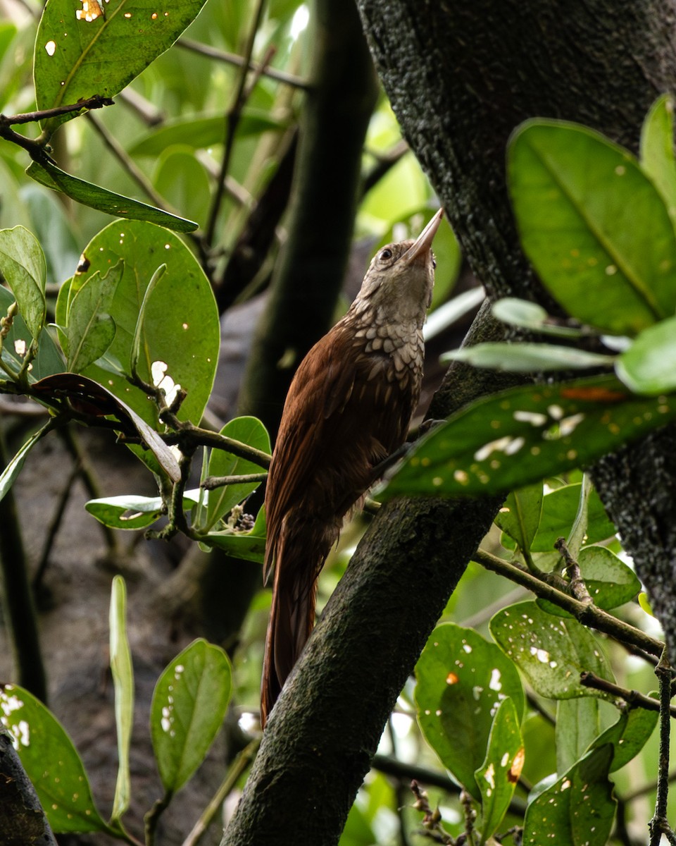 Straight-billed Woodcreeper - ML641466513