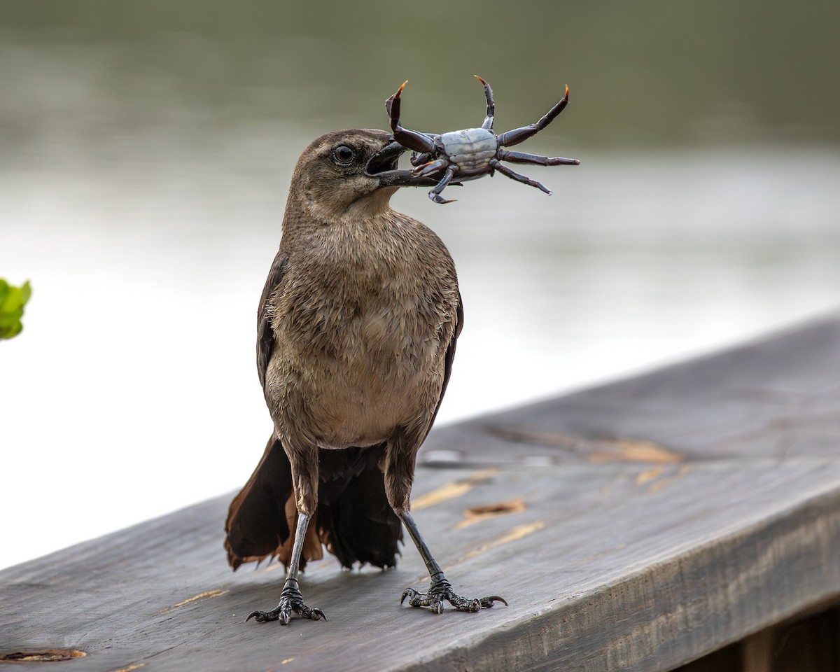 Great-tailed Grackle - ML641466531