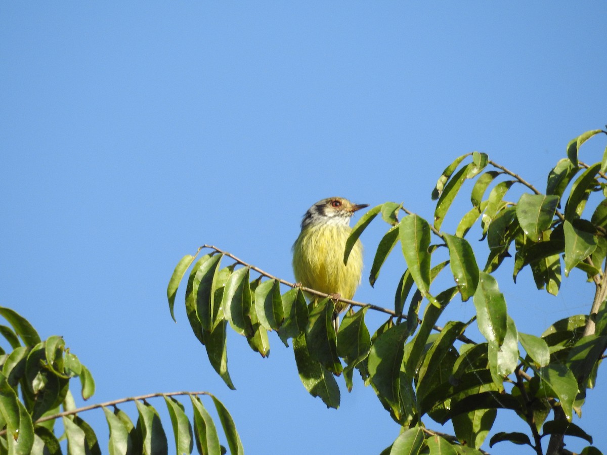Eared Pygmy-Tyrant - ML641466564
