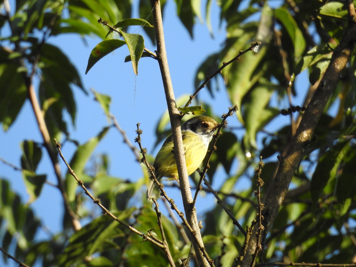Eared Pygmy-Tyrant - ML641466567