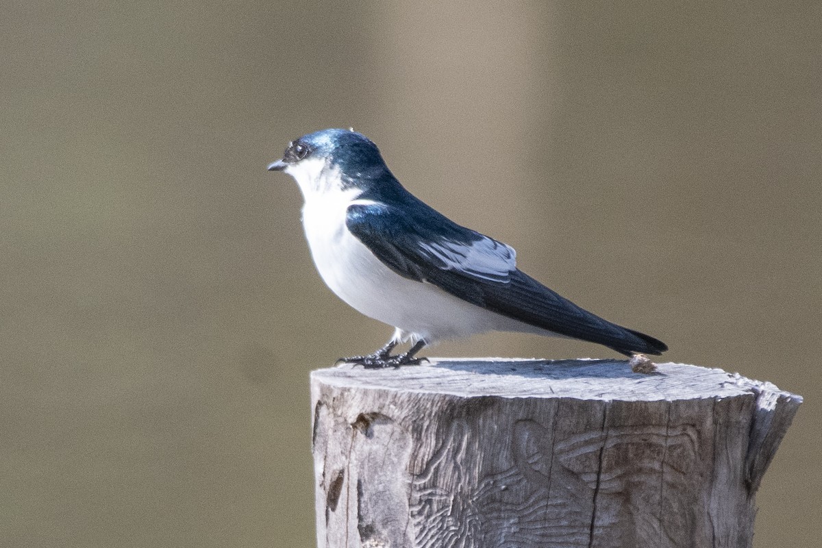 White-winged Swallow - ML641466570