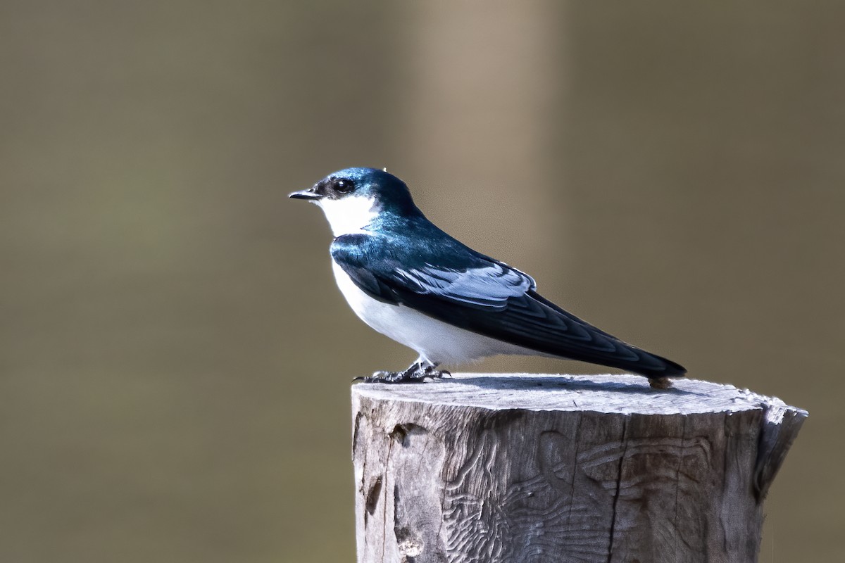 White-winged Swallow - ML641466572