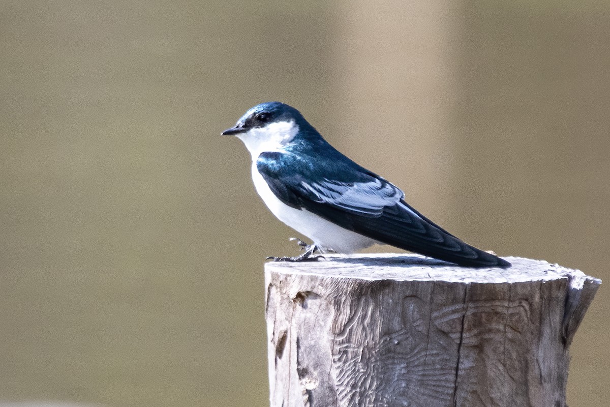 White-winged Swallow - ML641466573