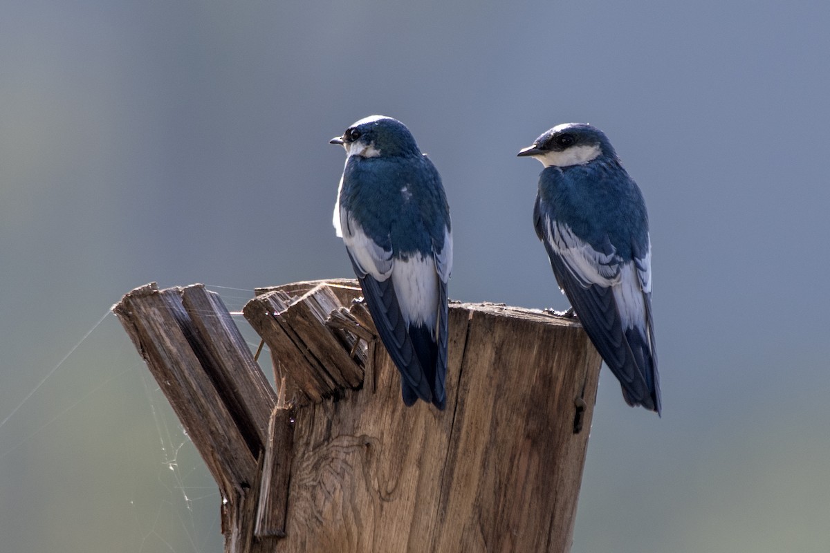 White-winged Swallow - ML641466574