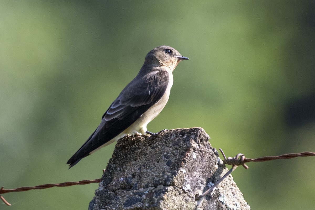 Southern Rough-winged Swallow - ML641466596