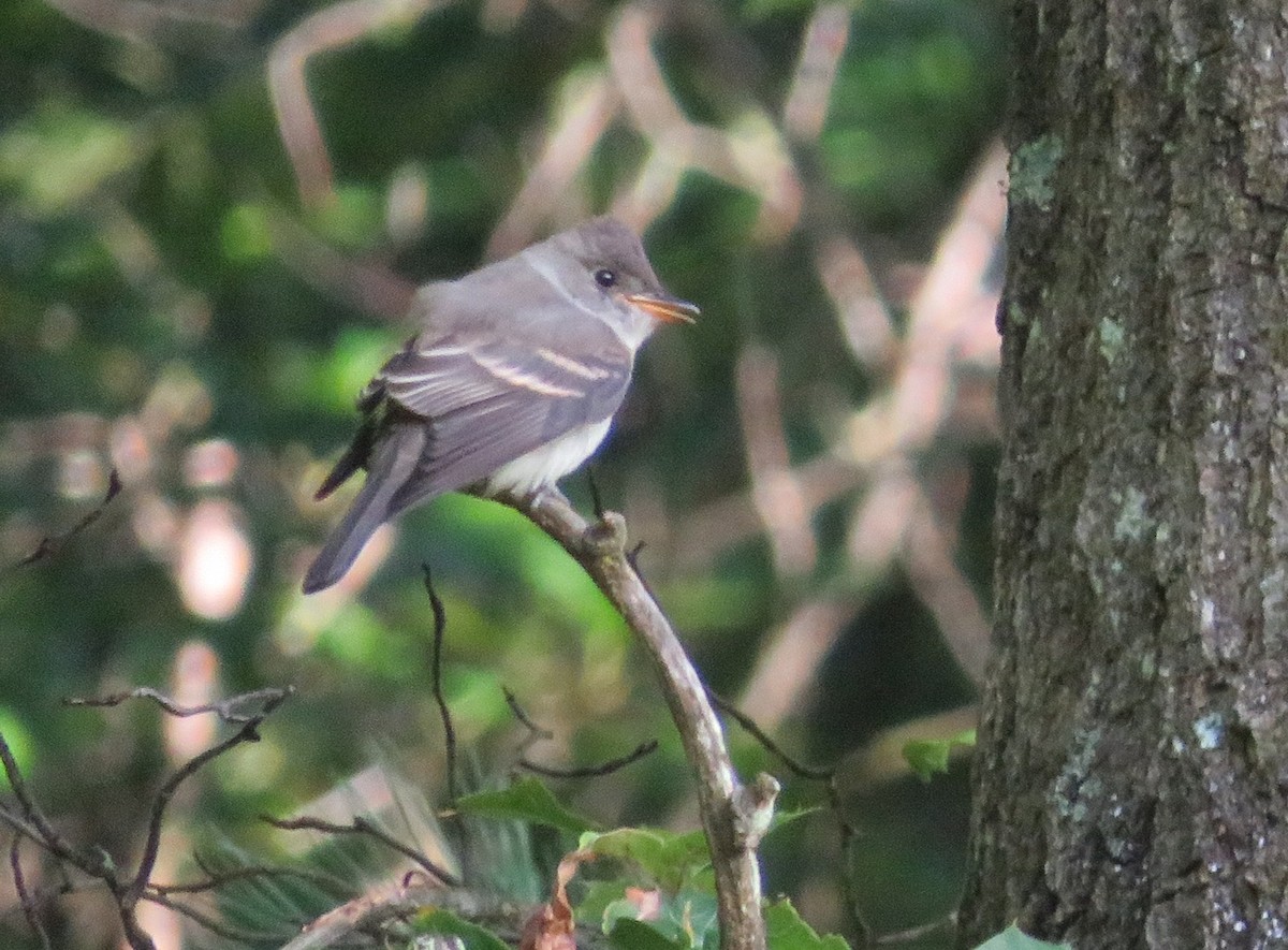 Eastern Wood-Pewee - ML641466616