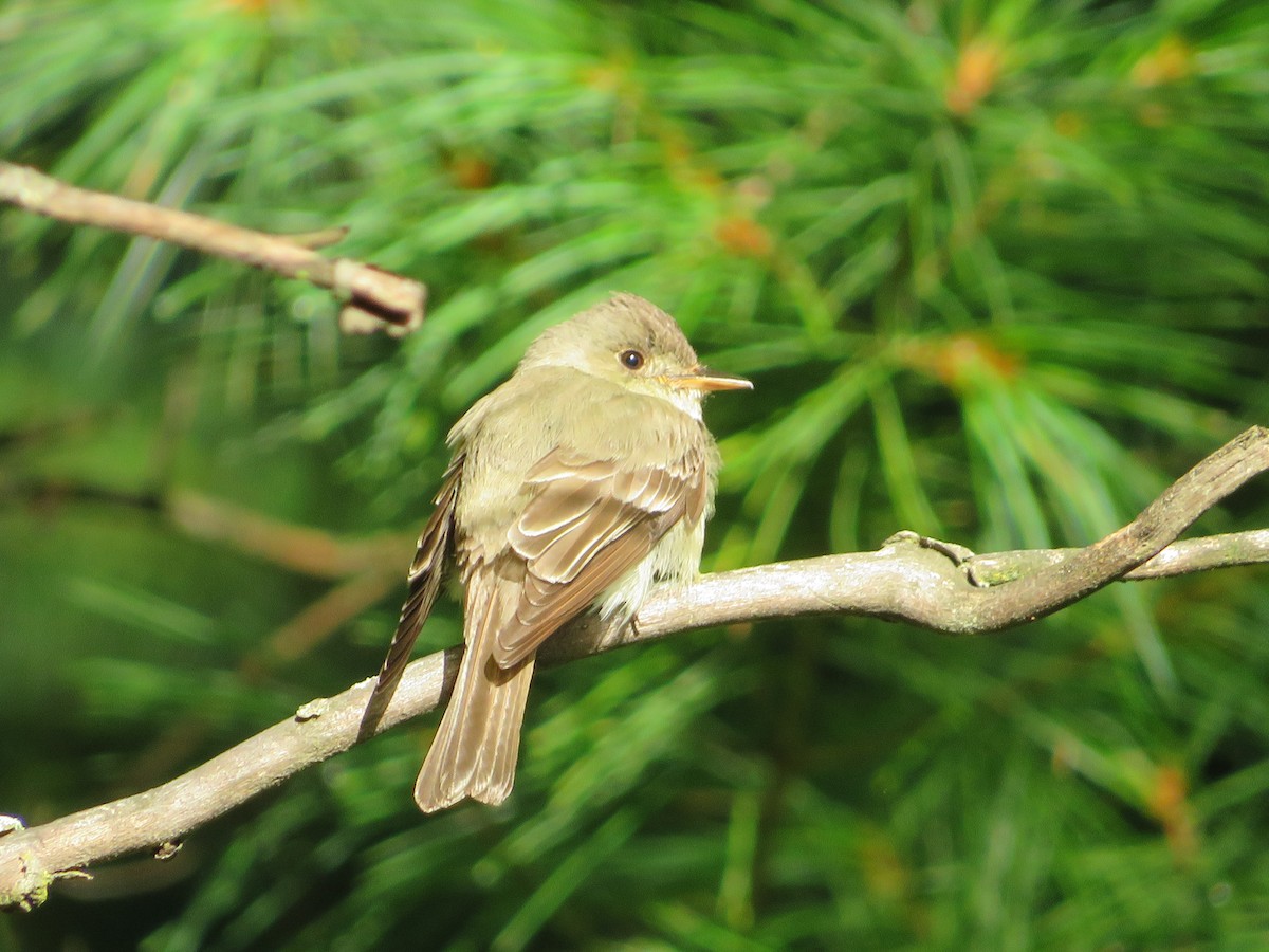Eastern Wood-Pewee - ML641466617