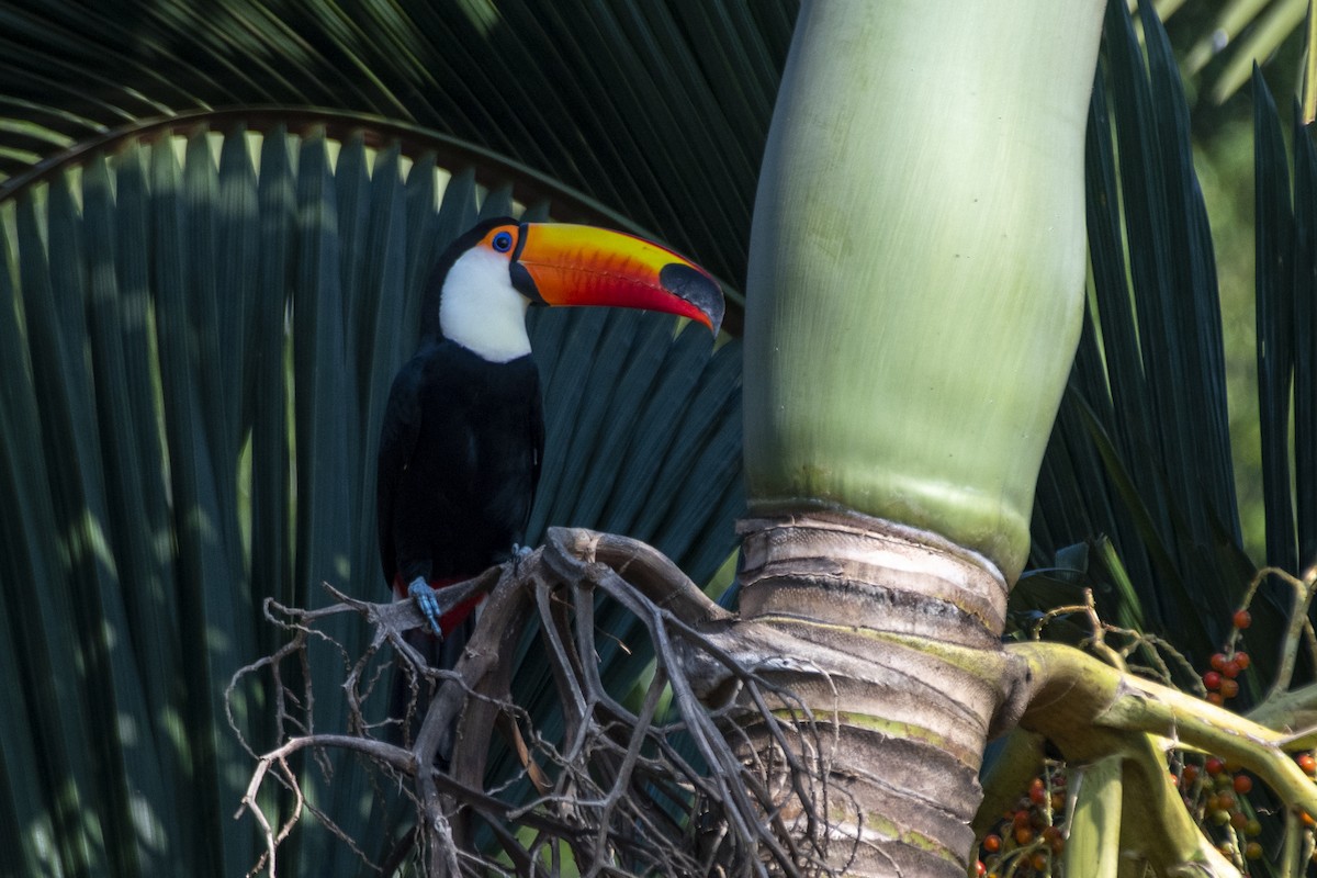 Toco Toucan - ML641466628