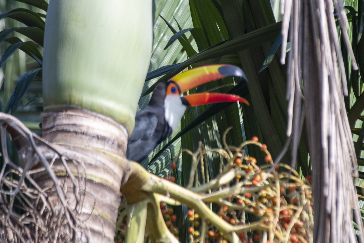 Toco Toucan - ML641466629