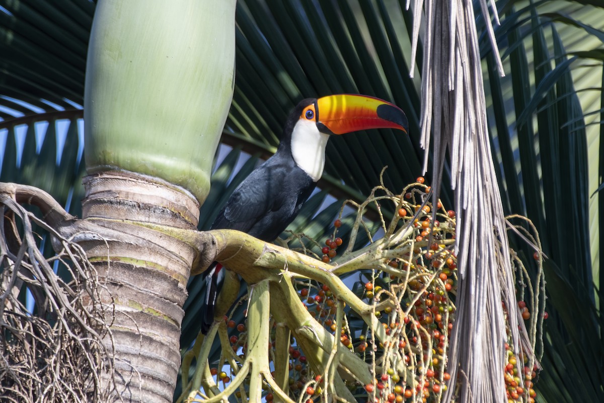 Toco Toucan - ML641466630