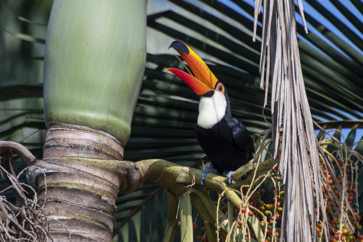 Toco Toucan - ML641466631