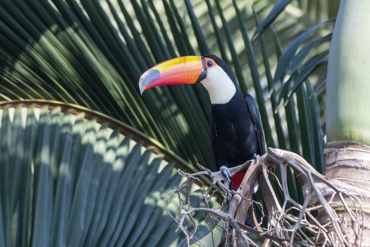 Toco Toucan - ML641466632