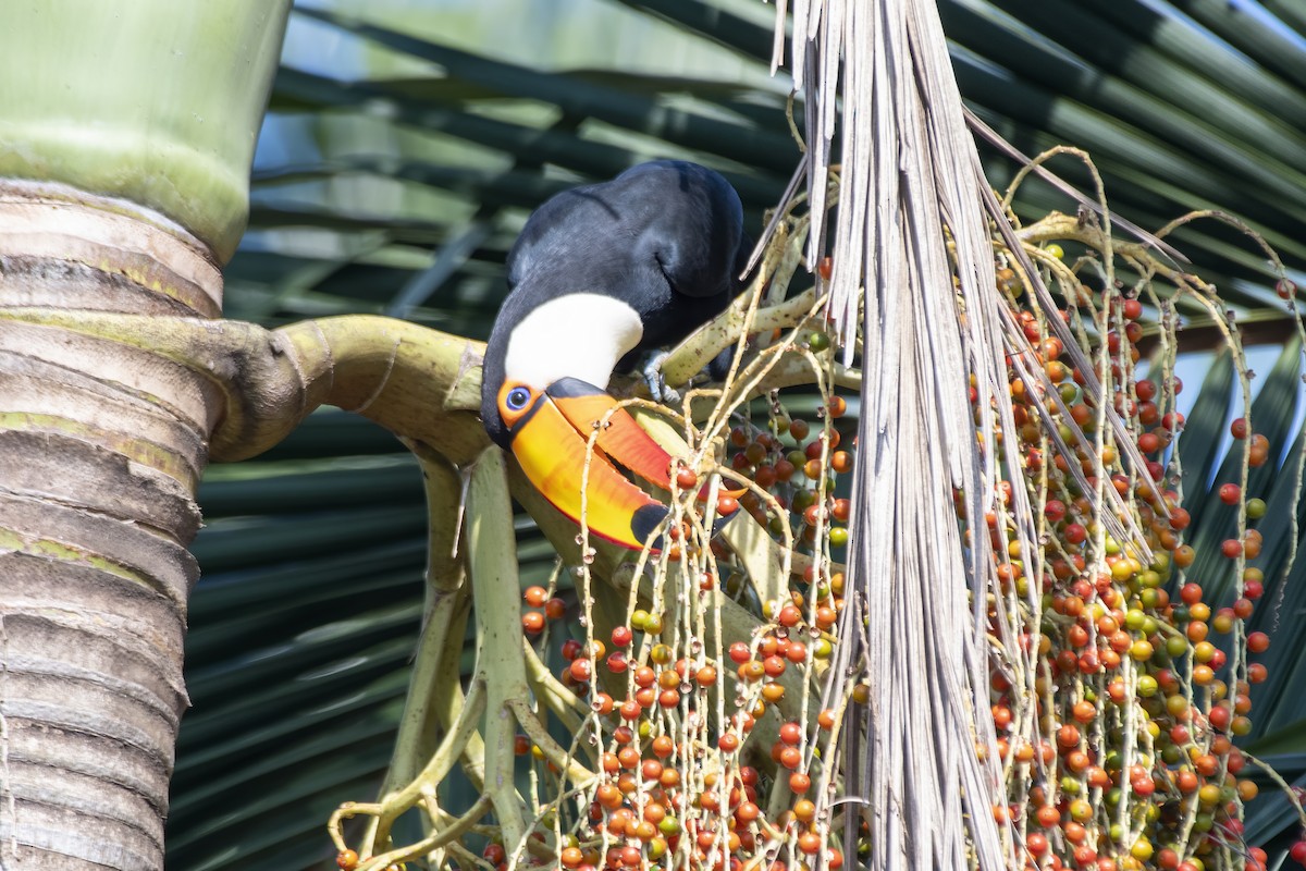 Toco Toucan - ML641466633