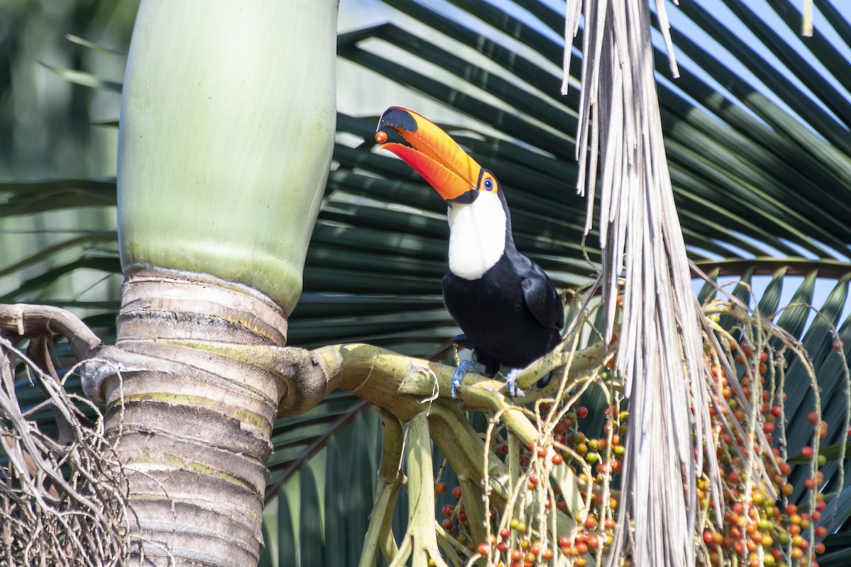 Toco Toucan - ML641466634