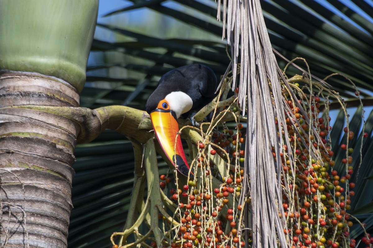 Toco Toucan - ML641466635